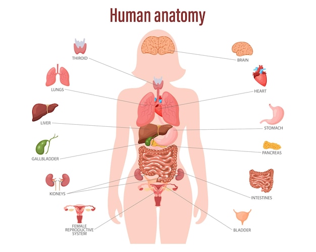 Human anatomy concept Infographic poster with the internal organs of the female body