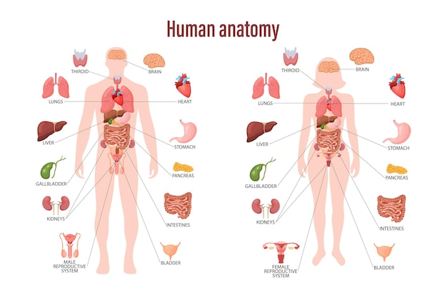 Vector human anatomy concept infographic poster with the internal organs of the human body