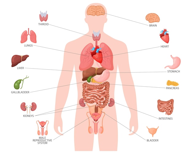 Vector human anatomy concept infographic poster with the internal organs of the male body