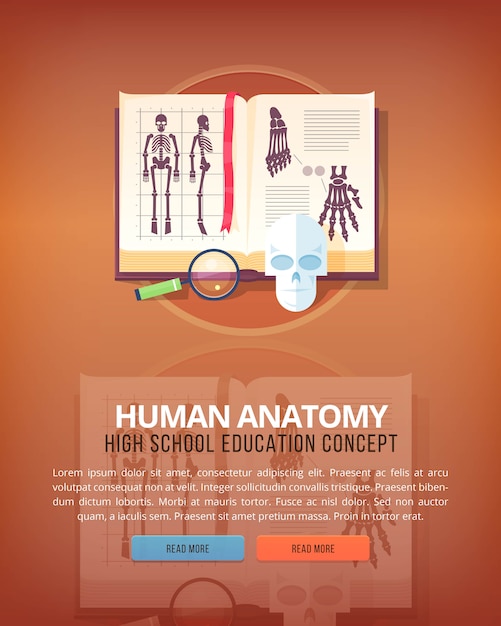 Anatomia umana. concetti di layout verticale di educazione e scienza. stile moderno.