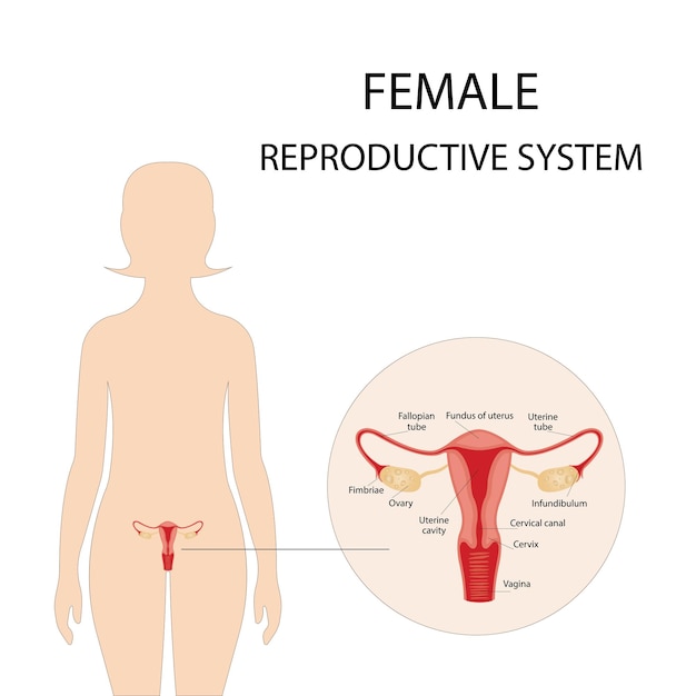 人間の解剖学、女性の生殖器系、女性の生殖器官。インクルージョンのシステム。
