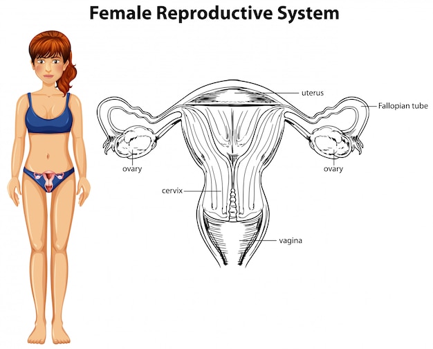 Vector human anatomy of female reproductive system