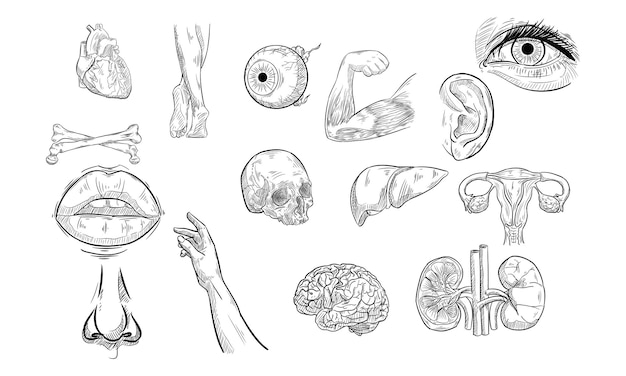 Collezione disegnata a mano di anatomia umana