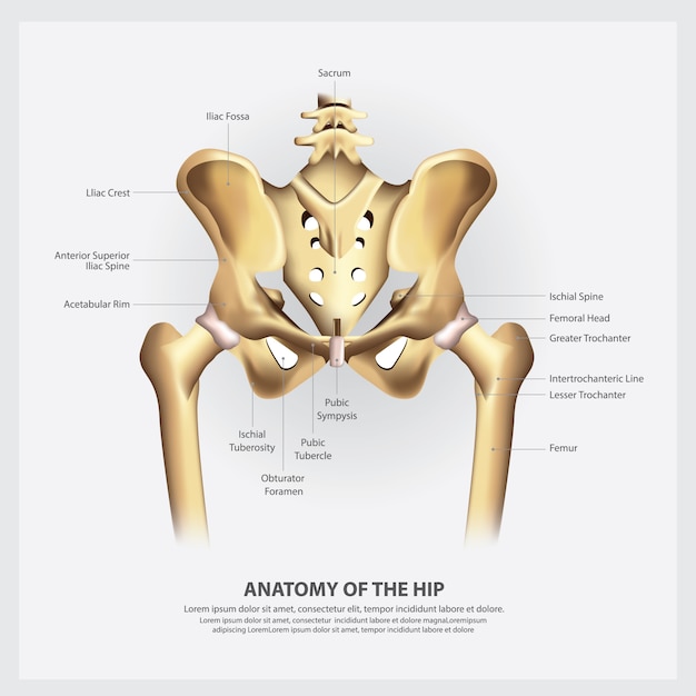 Vector human anatomy of the hip illustration