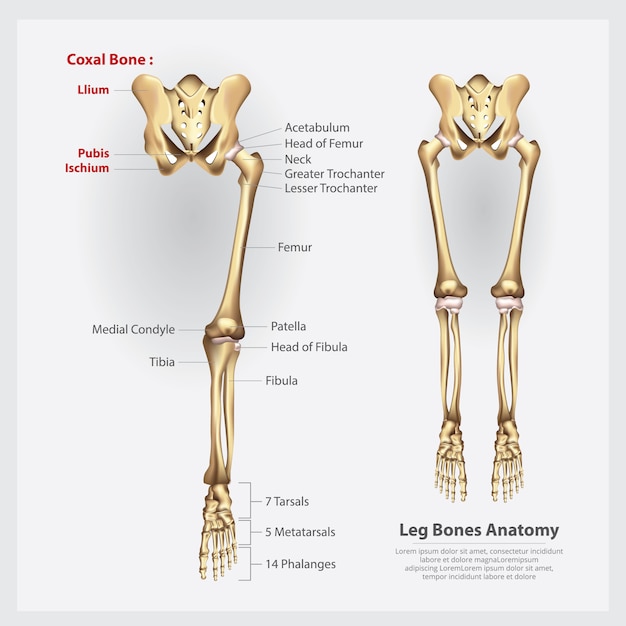 Vettore anatomia umana dell'illustrazione dell'anca