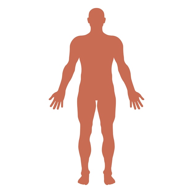 human anatomy human body silhouette