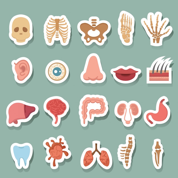 Vector human anatomy icons