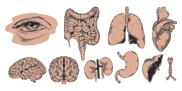 human anatomy internal organs set hand drawn illustration