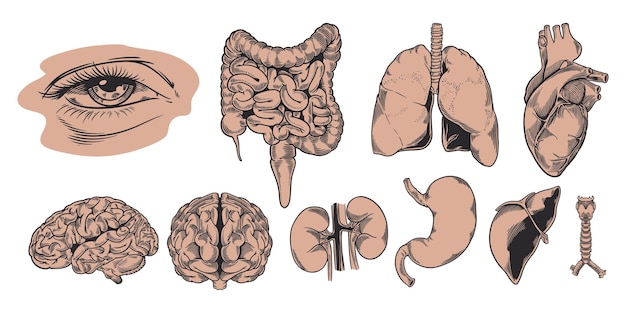 Human anatomy internal organs set hand drawn illustration