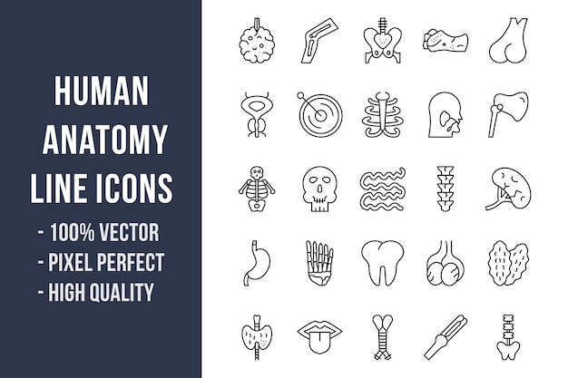 Human Anatomy Line Icons