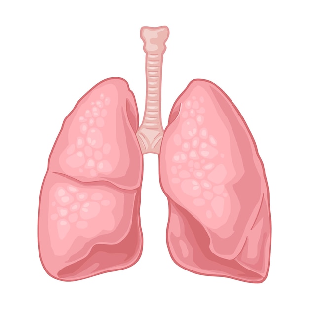 Vettore polmoni di anatomia umana. illustrazione piana di colore di vettore isolata su un fondo bianco. elemento di design disegnato a mano per etichetta, poster, web, poster, infografica.