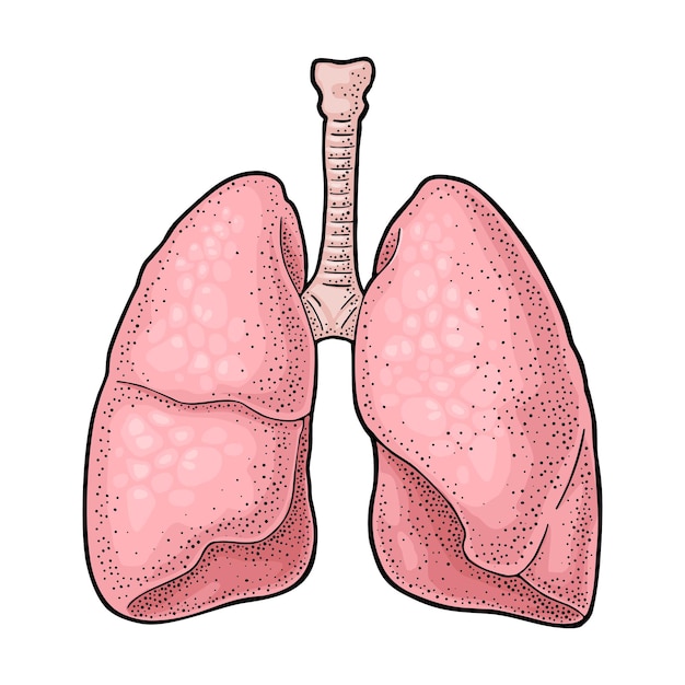 Vettore polmoni dell'anatomia umana illustrazione dell'incisione vintage a colori vettoriale isolata su uno sfondo bianco elemento di design disegnato a mano per il grafico delle informazioni del poster web del poster dell'etichetta