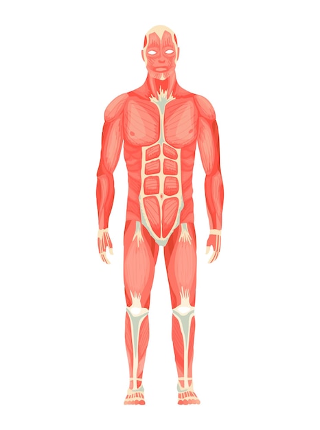 남성 근육 시스템의 인체 해부학 - 전방보기 - 전신. 교육 포스터에 대한 의료 교육 차트입니다. 남자 그림의 벡터 일러스트 레이 션.