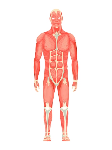 Anatomia umana del sistema muscolare maschile - vista anteriore - corpo completo. grafico di educazione medica per poster educativo. illustrazione vettoriale di una figura maschile.