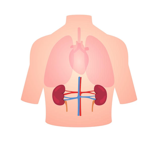 Posizione del rene dell'organo di anatomia umana nel cuore del polmone del corpo trasparente