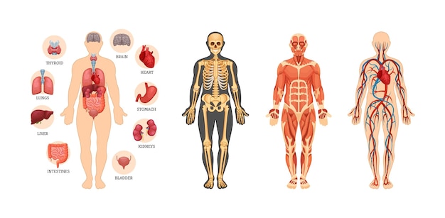 Vector human anatomy scheme set. internal organ with name, circulatory arterial system, muscles, skeleton