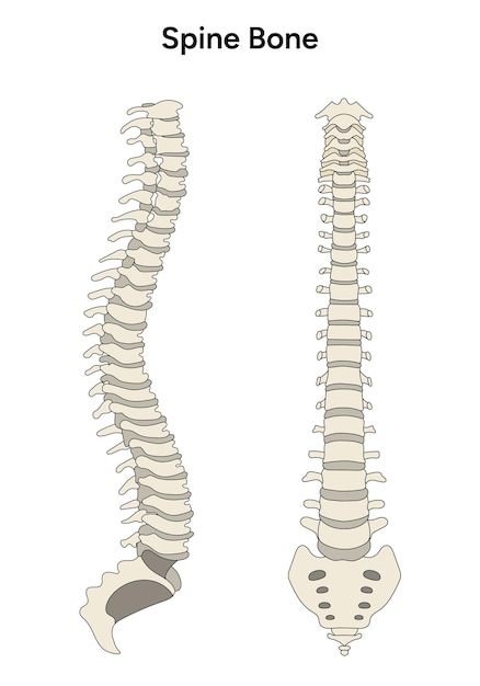 Vettore colonna vertebrale anatomica umana nel vettore