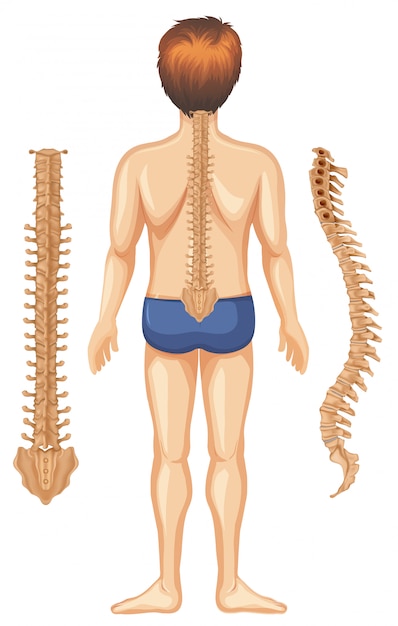 Human Anatomy of Spine on White Background