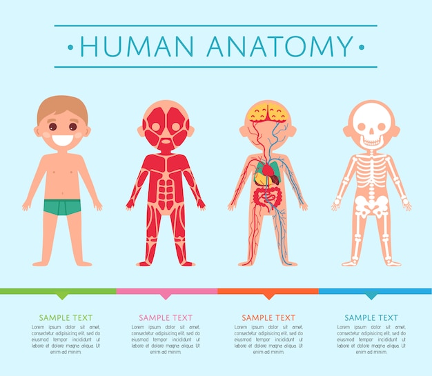 Modello di anatomia umana con bambino