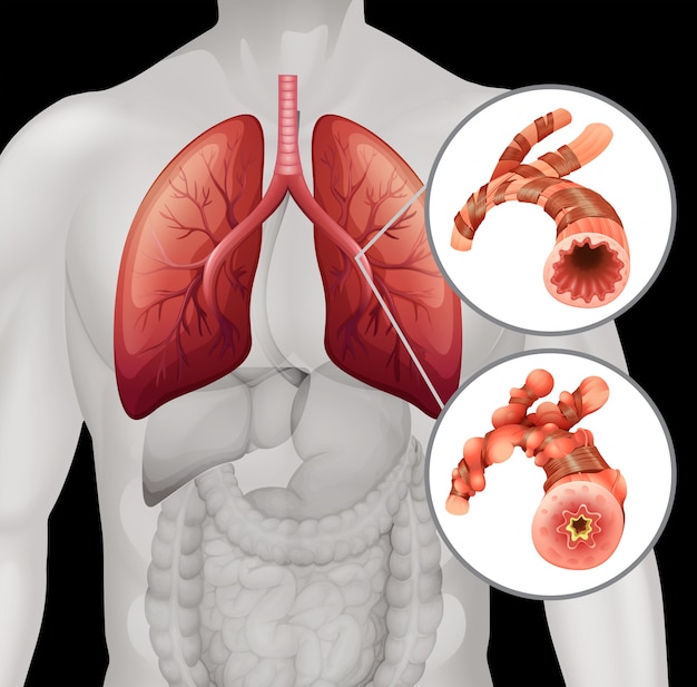 Vector human anatomy with close up vessel