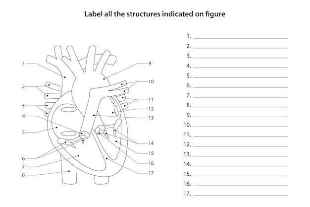 Human Anatomy Worksheet Label all the structures indicated on figure Heart and blood vessels