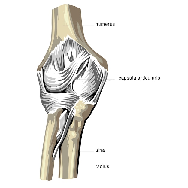 Vector human anatomy