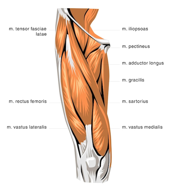 Vettore anatomia umana