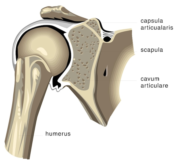 Vector human anatomy