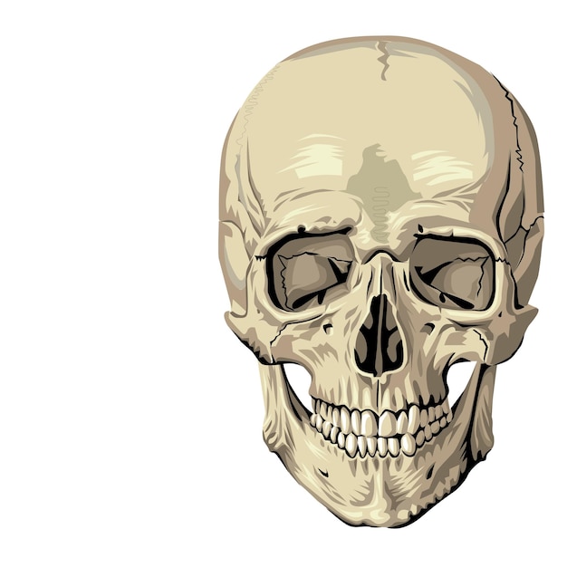 Vector human anatomy