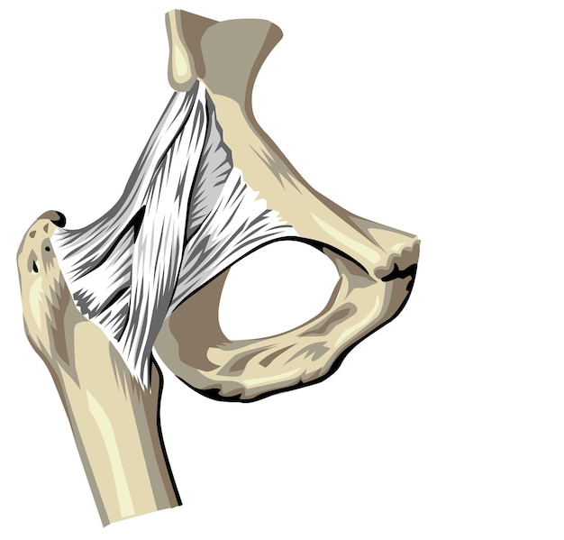 Vector human anatomy