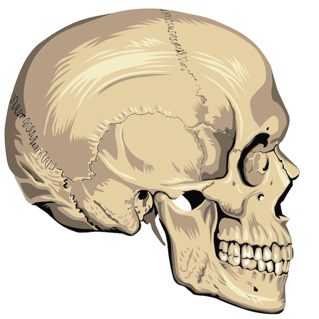 Vector human anatomy