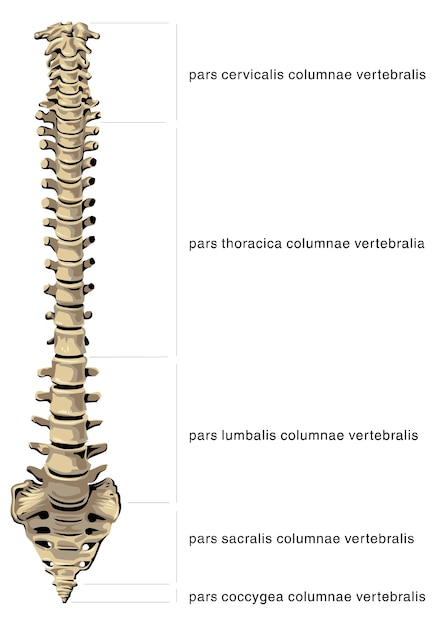 Vector human anatomy