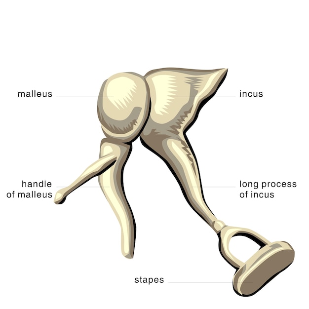 Vector human anatomy