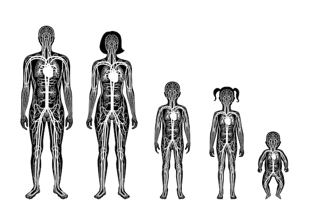 男性、女性、子供の体の人間の動脈と静脈の循環器系の解剖学。血管ベクトル