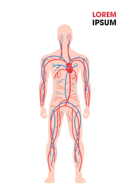 Вектор Артериальная венозная кровеносная система человека кровеносные сосуды медицинский плакат полная длина плоская вертикальная копия пространство