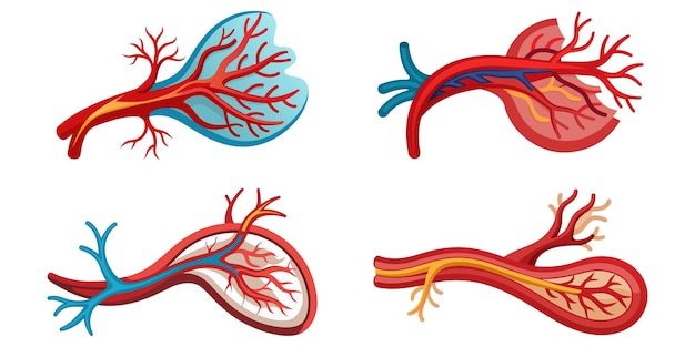 Вектор Коллекция артерий человека: части тела человека, изолированные плоские векторные иллюстрации на белом фоне