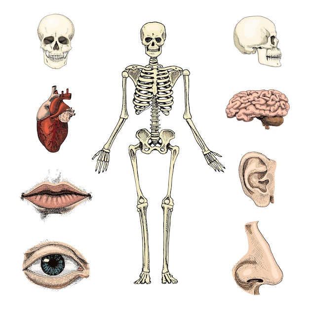 Illustrazione di anatomia della biologia umana incisa disegnata a mano nel vecchio schizzo e silhouette del cranio o dello scheletro in stile vintage ossa delle labbra e dell'orecchio del corpo con il cervello e il cuore del naso