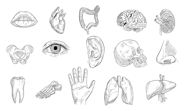 Vector human biology handdrawn collection