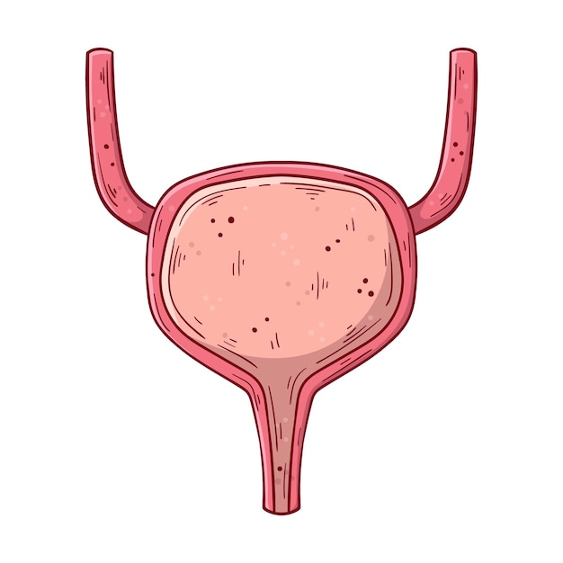 Человеческий мочевой пузырь, нарисованный вручную, простая векторная иллюстрация