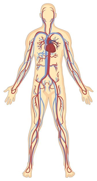 Human blood vessels anatomy