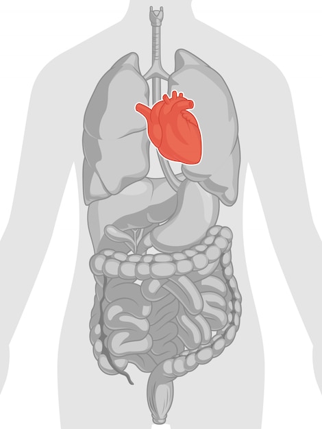 Human body anatomy - heart