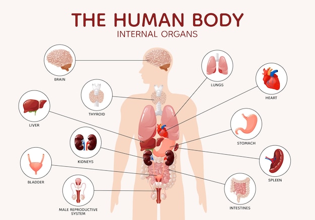 Human body anatomy internal organs and parts diagram poster