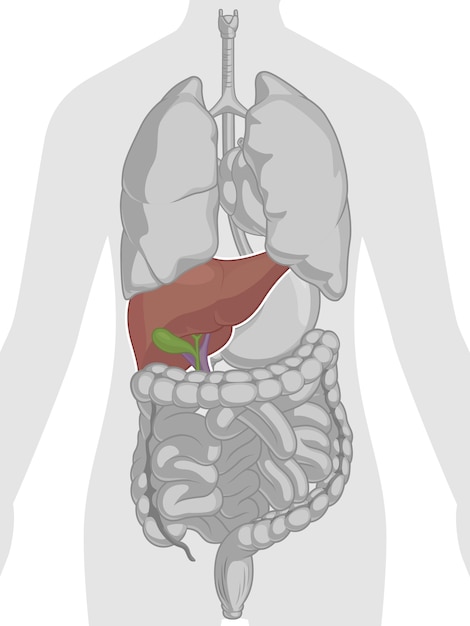 human body anatomy - liver
