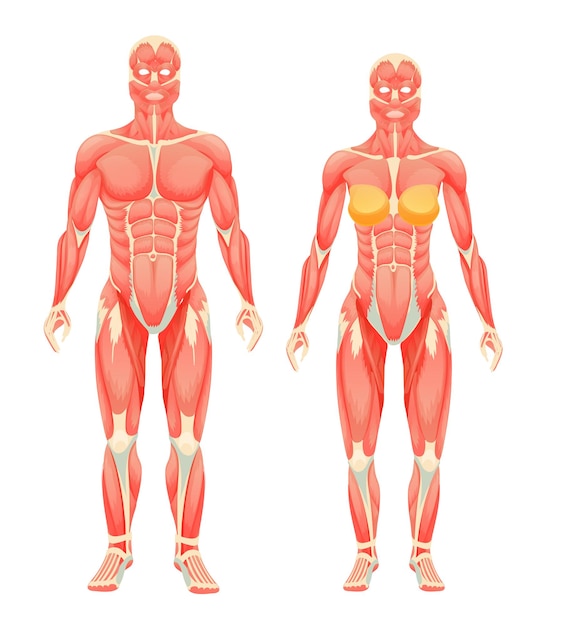 벡터 인체 해부학 남자와 여자 근육과 인대 만화 벡터 일러스트와 함께 근육 시스템의 여성과 남성 인간의 근육질 사람들 유형