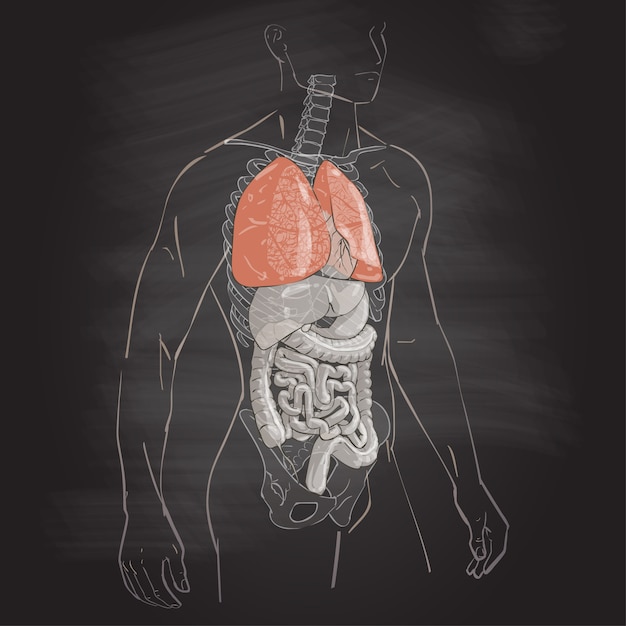 Vector human body anatomy