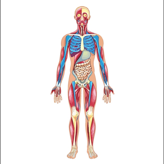 Vettore anatomia del corpo umano