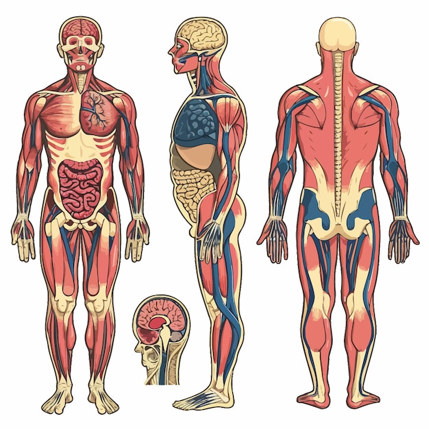 Vettore anatomia del corpo umano