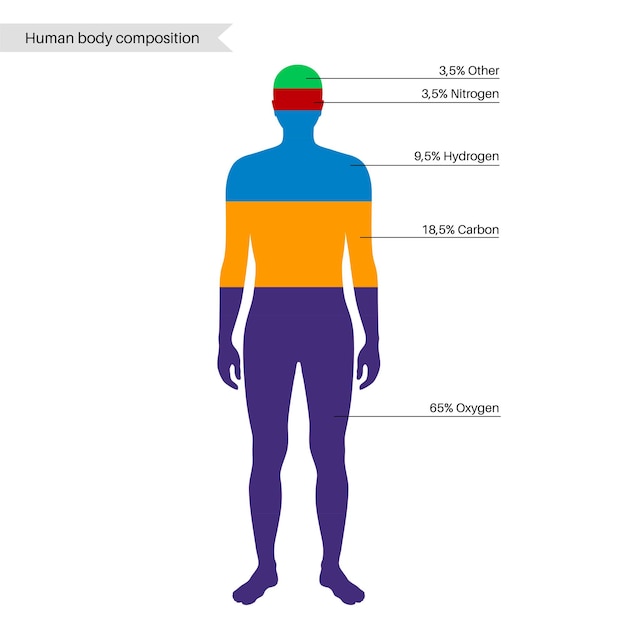 Инфографическая диаграмма состава человеческого тела в пропорциях силуэта