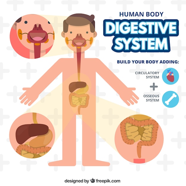 Человек тело пищеварительной системы