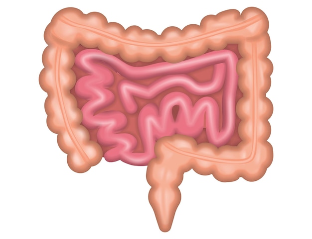 Organo interno del corpo umano intestini isolati su sfondo bianco illustrazione vettoriale eps 10